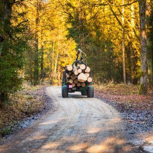 Vignette exploitation forestière